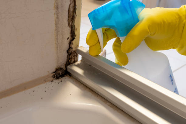 Best Mold Damage Repair  in Del City, OK