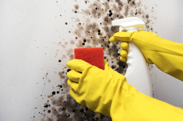 Best Affordable Mold Removal  in Del City, OK