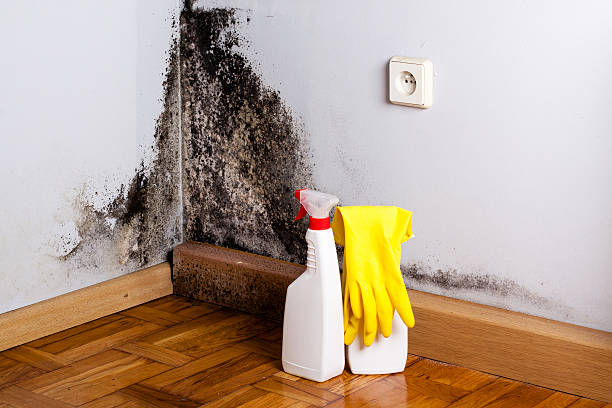 Best Best Mold Removal Companies  in Del City, OK